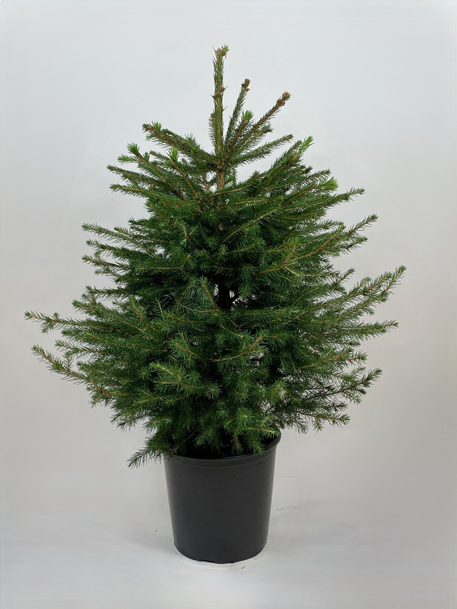 Rødgran_Hjemmeside (2).jpg