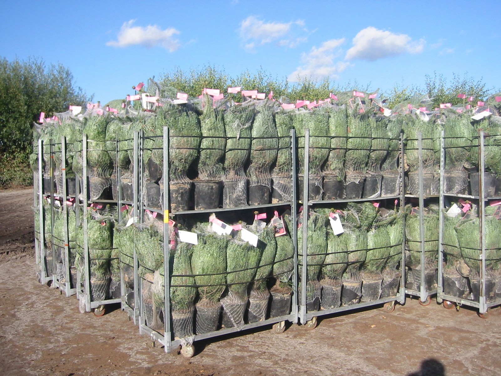 Tree Sortiment Logistic | Kirstineberg