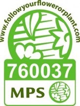 MPS